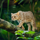 Illustration for article titled Caturday - Prionailurus rubiginosus Edition